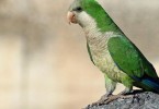 Vogel_Michael-Lorenzet_pixelio.de