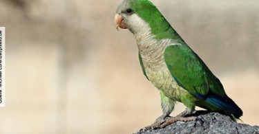 Vogel_Michael-Lorenzet_pixelio.de