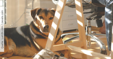 Buerohund_HundimBuero